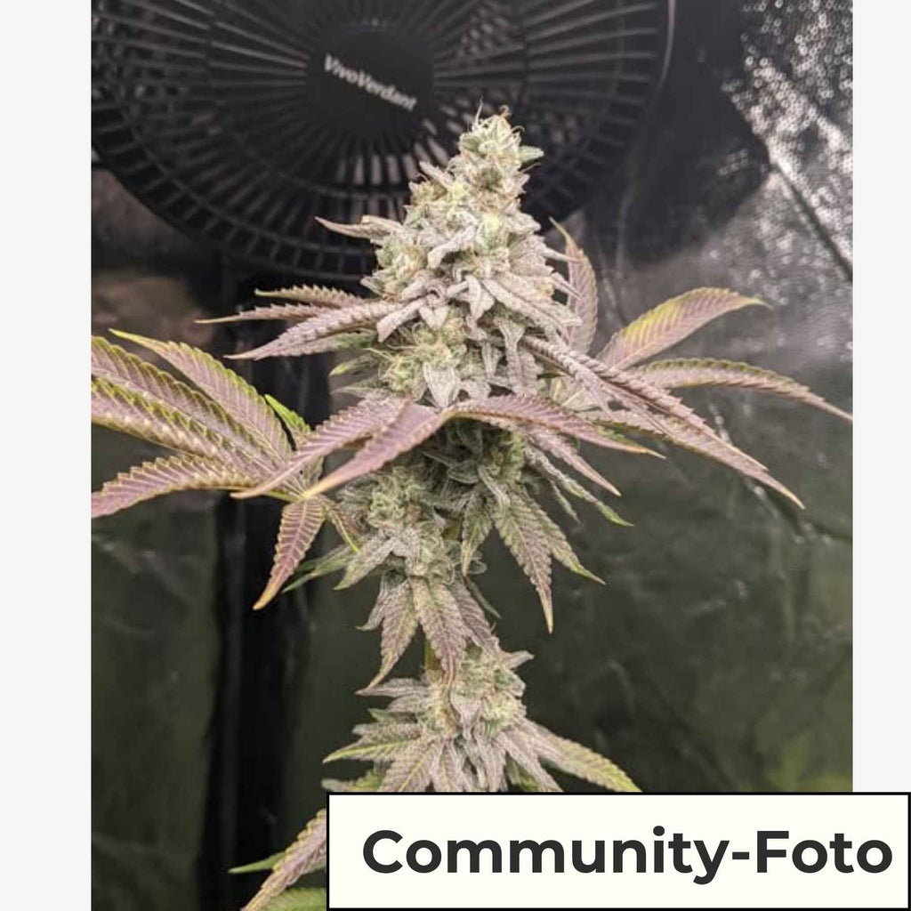 Hanfsamen BudVoyage Black Runtz Fem (kraftvolles High, dunkelviolette Blüten)