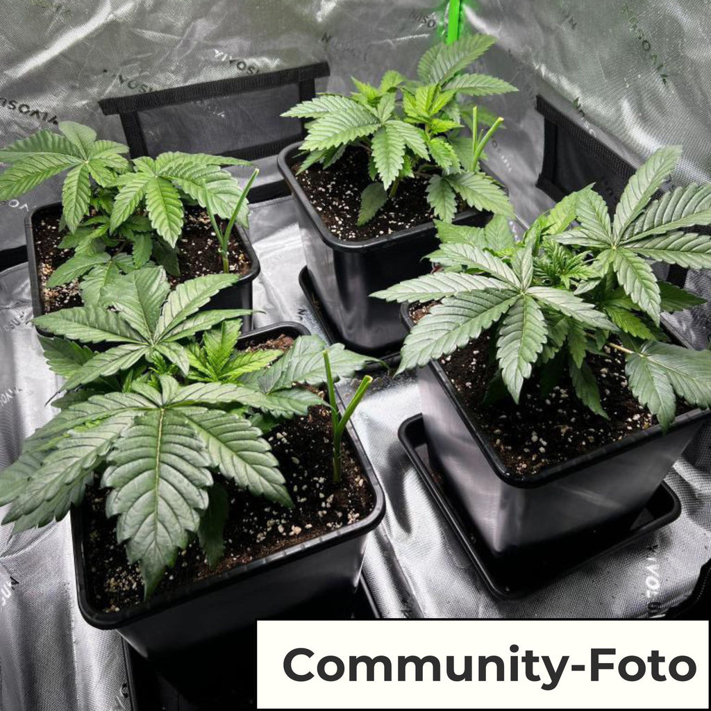 Hanfsamen BudVoyage Black Runtz Fem (kraftvolles High, dunkelviolette Blüten)