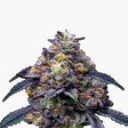Fotografie einer Cannabispflanze mit lila und orangefarbenen Blütenständen und einer dicken Schicht aus Trichomen auf weißem Hintergrund
