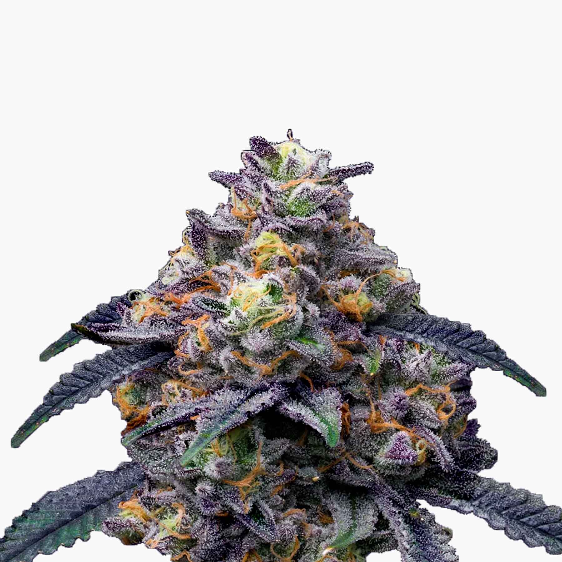 Fotografie einer Cannabispflanze mit lila und orangefarbenen Blütenständen und einer dicken Schicht aus Trichomen auf weißem Hintergrund
