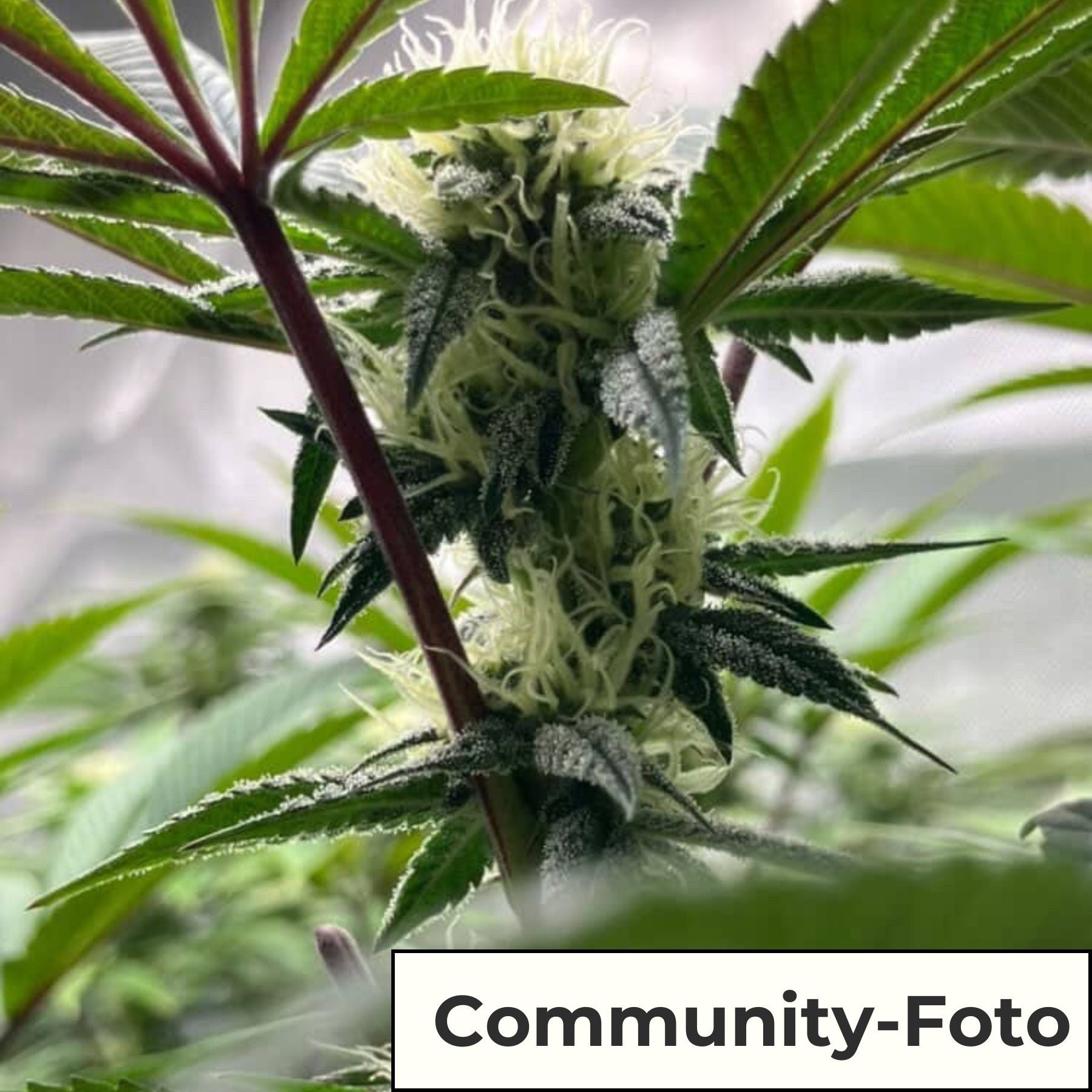 Hanfsamen BudVoyage Blackberry Moonrocks Fem (Happy, entspannend, stresslindernd)