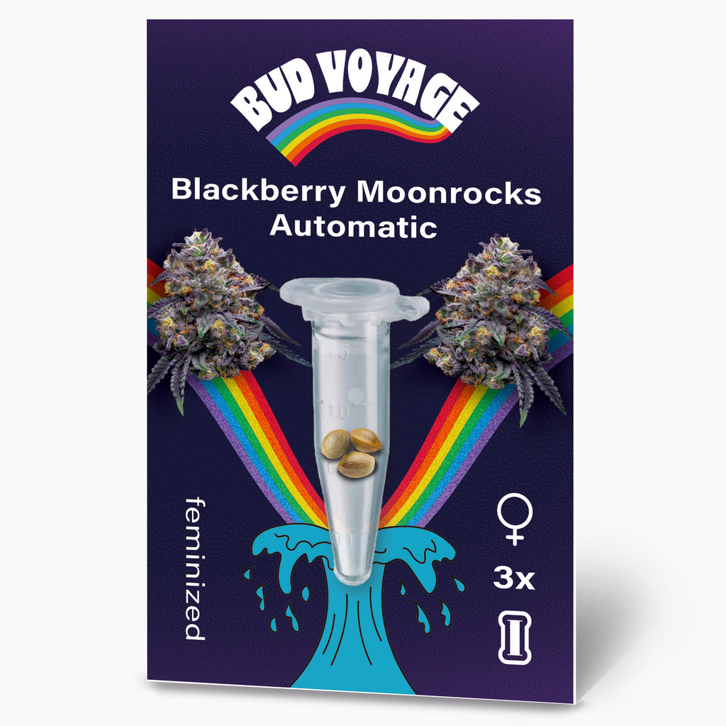 Bud Voyage Produktgrafik zeigt Blackberry Moonrocks Automatic Samen in einer Testtube vor einem Regenbogen und lilafarbenen Cannabisblüten
