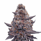 Nahaufnahme eines Marihuana-Blütenstandes mit lila-grauen Blüten, orangefarbenen Härchen und einer dicken Schicht aus Trichomen
