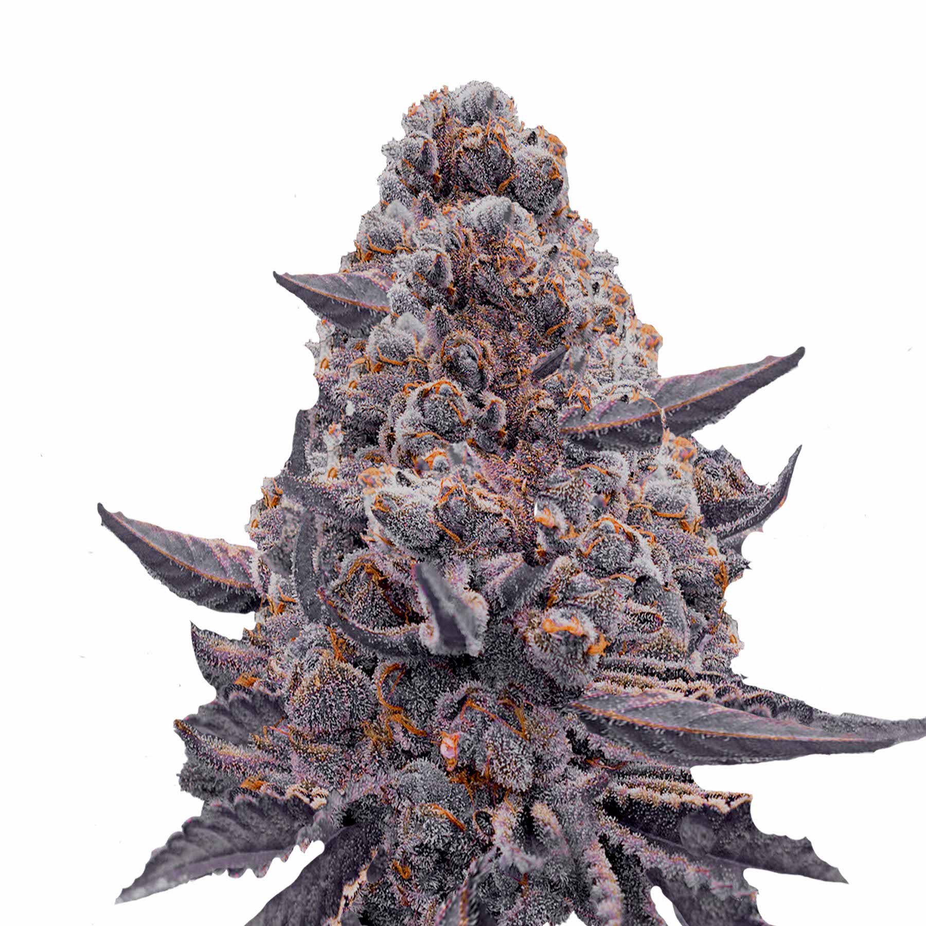 Nahaufnahme eines Marihuana-Blütenstandes mit lila-grauen Blüten, orangefarbenen Härchen und einer dicken Schicht aus Trichomen
