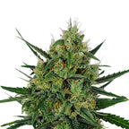 Close-up photo of a cannabis sativa plant showing vibrant green leaves, orange pistils, and frosty trichomes covering the buds

