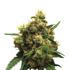 Close-up photograph of a cannabis sativa plant showing light green and orange pistils against a white background showcasing its dense buds and serrated leaves