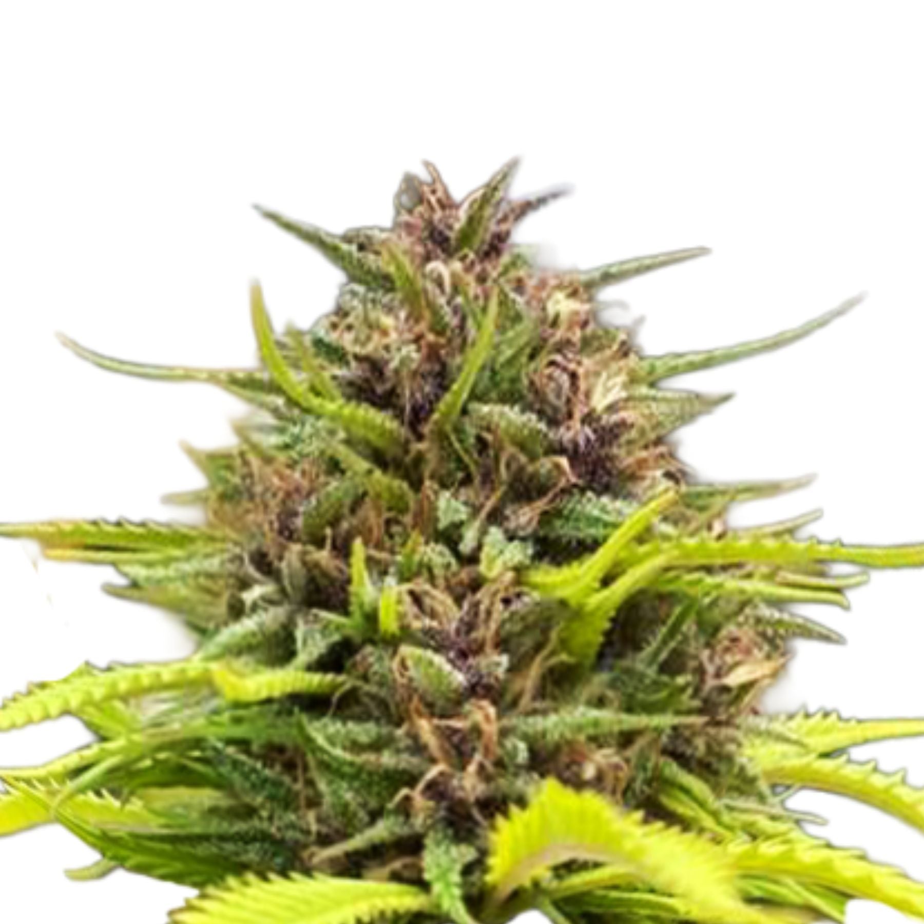 Hanfsamen Frisian Monk Regular von BudVoyage - LIMITIERT (Schimmel-& kälteresistent, ausgeglichen)