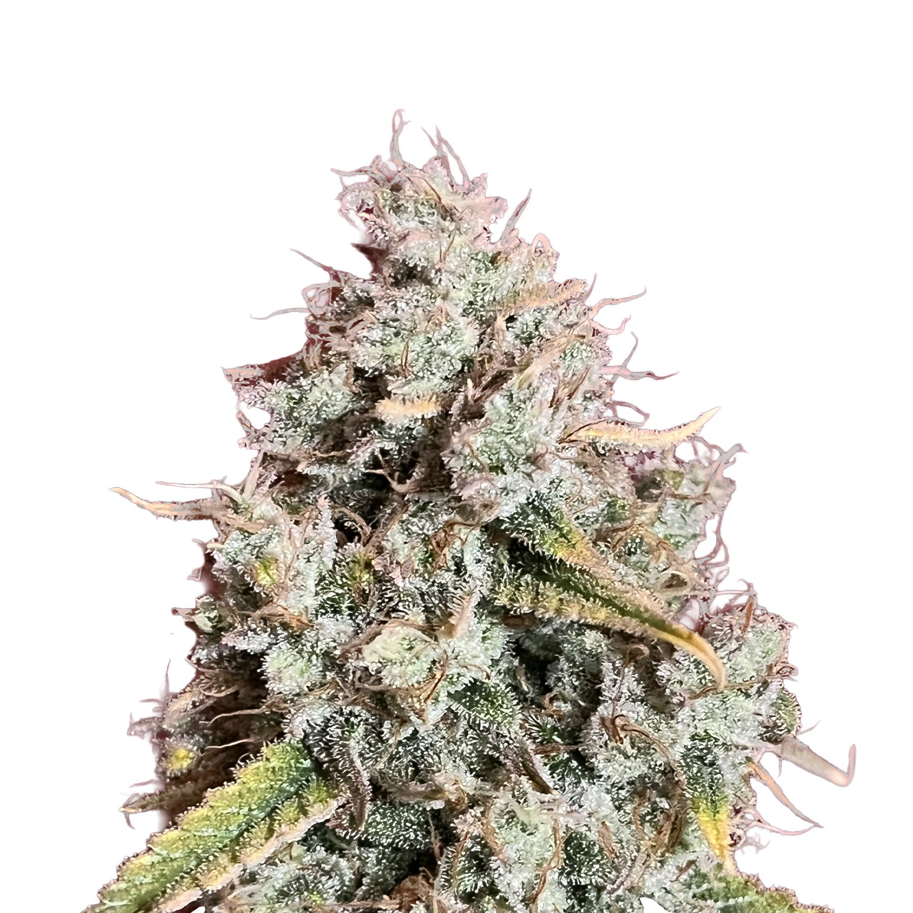 Funky Candy Auto Hanfsamen von BudVoyage