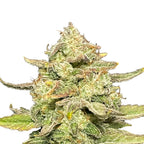Guava Dwarf Auto