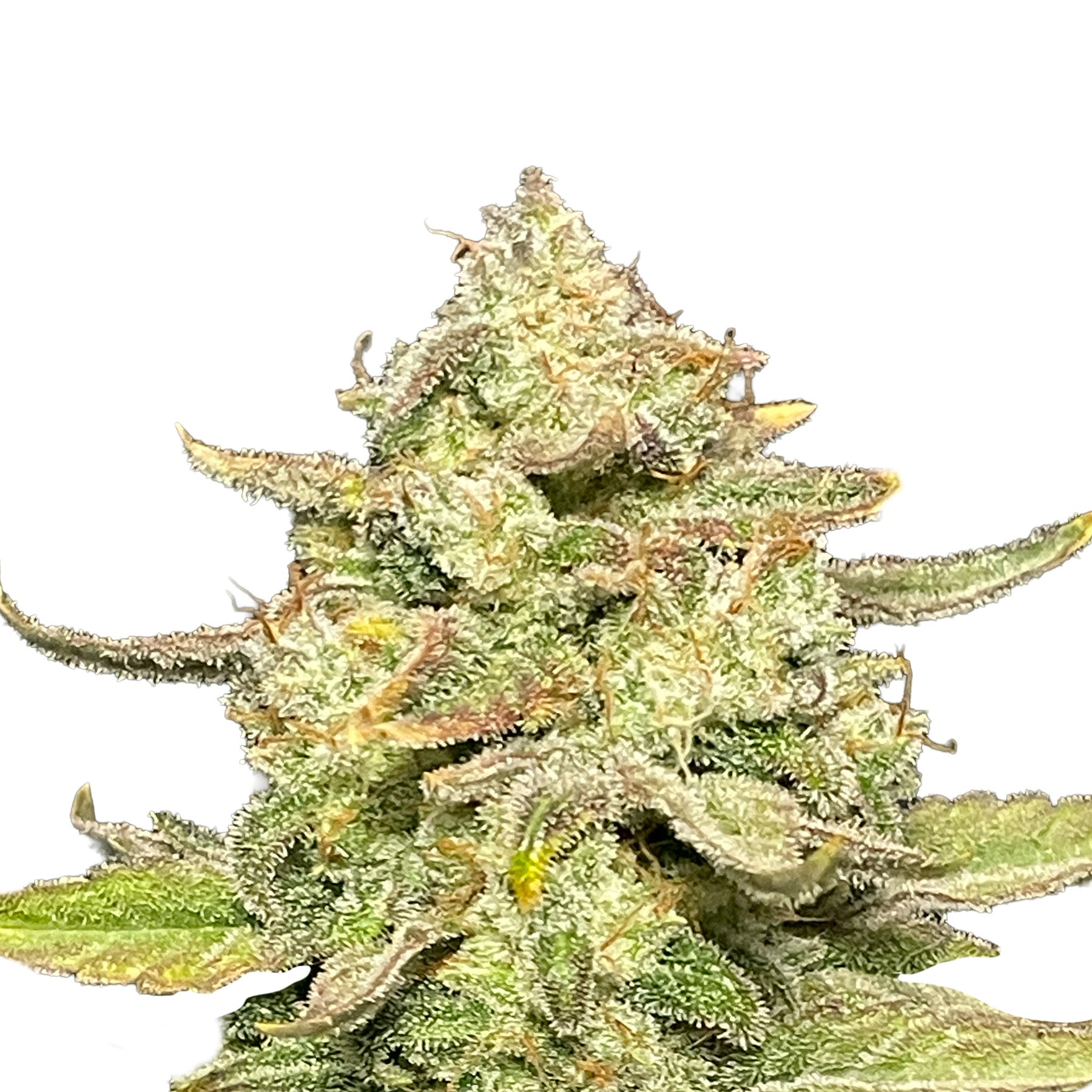 Guava Dwarf Auto Hanfsamen von BudVoyage