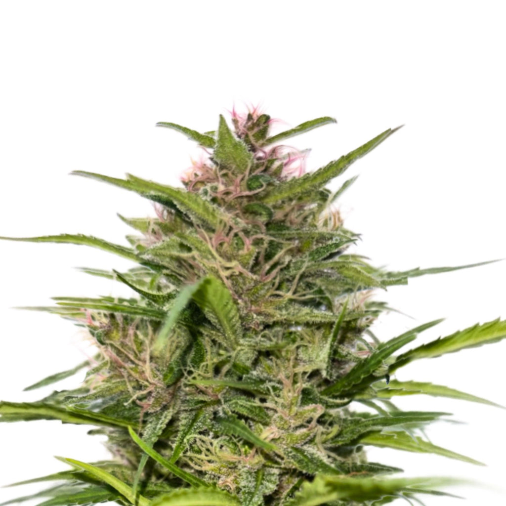 Hanfsamen Nepal Queen Regular von BudVoyage - LIMITIERT (Schimmel- & kälteresistent, beruhigend)