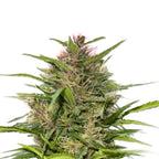 Nepal Queen Regular - LIMITIERT (Schimmel- & kälteresistent, beruhigend)