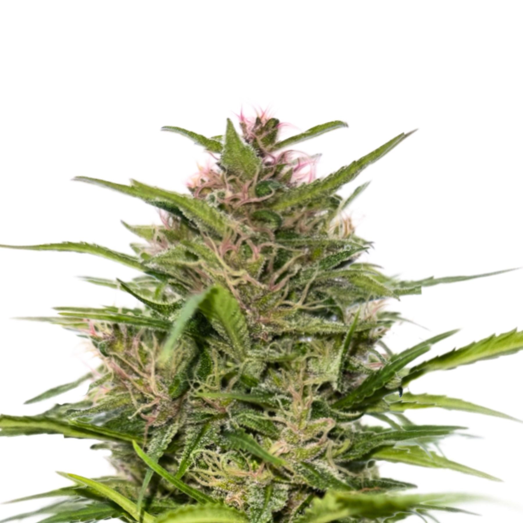 Hanfsamen Nepal Queen Regular von BudVoyage - LIMITIERT (Schimmel- & kälteresistent, beruhigend)