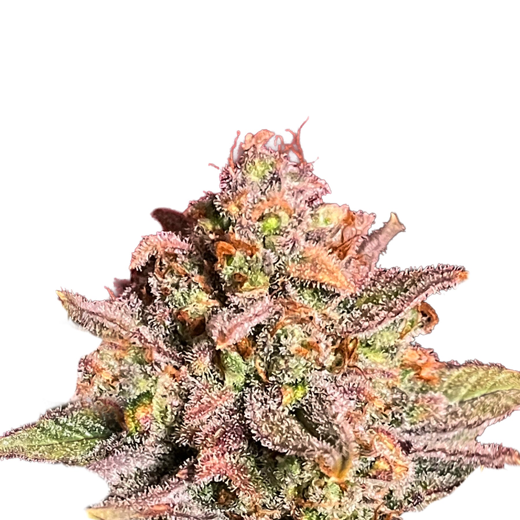 Pink Ztrawberriez Auto Hanfsamen von BudVoyage