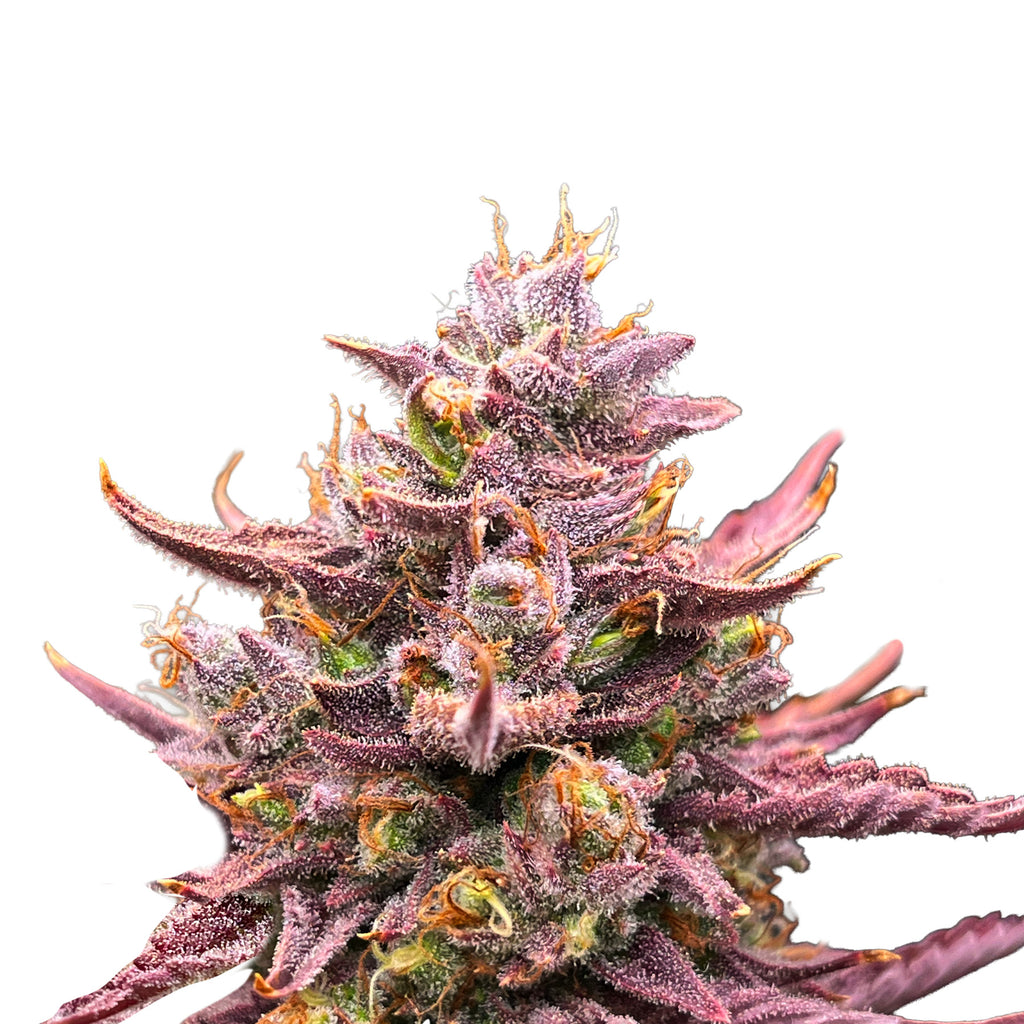 Hanfsamen BudVoyage Voyager F1 Auto (extrem robust, Gummibärchen-Aroma, ertragreich)