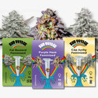 Bud Voyage Bestseller Feminisiert Bundle mit drei feminisierten Sorten: Fat Bastard, Purple Haze und Cap Junky, je 3 Samen