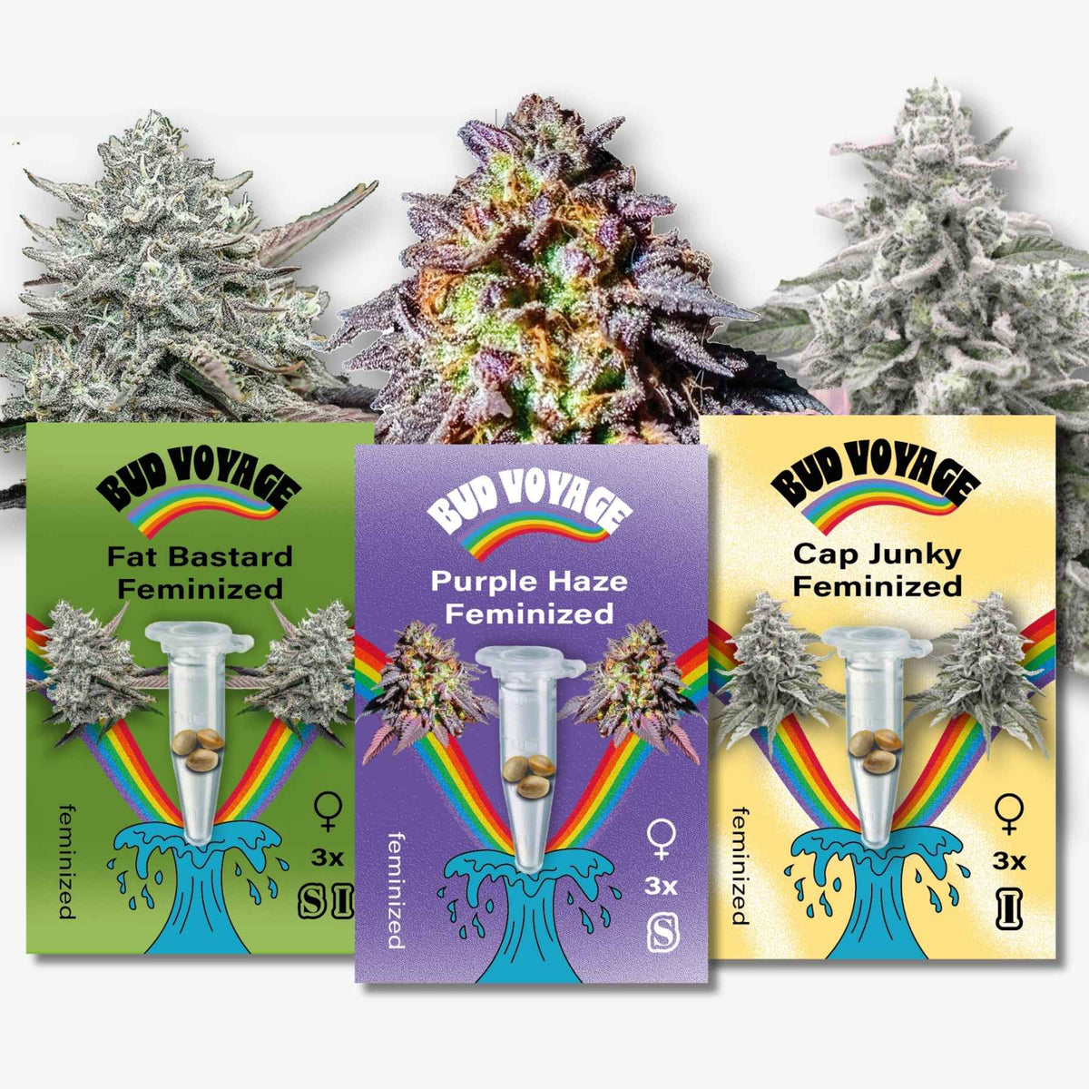 Bud Voyage Bestseller Feminisiert Bundle mit drei feminisierten Sorten: Fat Bastard, Purple Haze und Cap Junky, je 3 Samen