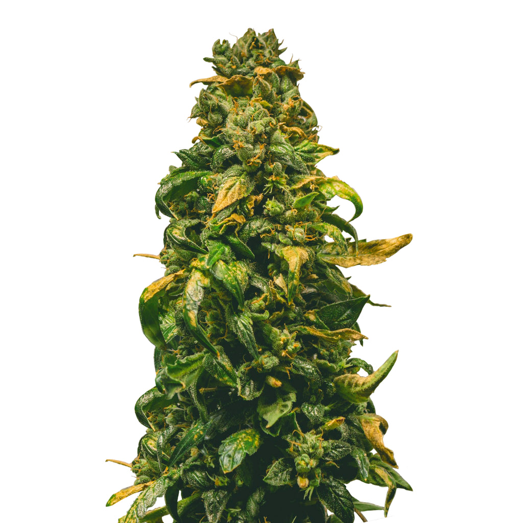 Nahaufnahme einer Marihuana-Pflanze mit leuchtend grünen und goldbraunen Blättern und Knospen, die einem Weihnachtsbaum ähneln
