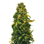 Nahaufnahme einer Marihuana-Pflanze mit leuchtend grünen und goldbraunen Blättern und Knospen, die einem Weihnachtsbaum ähneln
