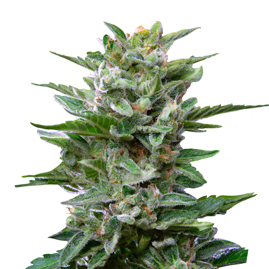 Nahaufnahme einer Cannabispflanze mit auffälligen, glitzernden Trichomen, tiefgrünen Blättern und orangenen Stempeln, die auf einem weißen Hintergrund isoliert ist
