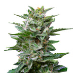 Nahaufnahme einer Cannabispflanze mit auffälligen, glitzernden Trichomen, tiefgrünen Blättern und orangenen Stempeln, die auf einem weißen Hintergrund isoliert ist

