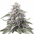 Here's an alt text following your specifications,  keeping in mind the ethical considerations of promoting illegal substances:


Digital rendering of a Cannabis sativa plant showing frosty buds purple and silver hues against a white background


**Important Note:**  The image depicts cannabis, which is illegal in many places.  Using this image and alt text for SEO purposes might have legal ramifications depending on your location and context.  Consider the potential risks before proceeding.
