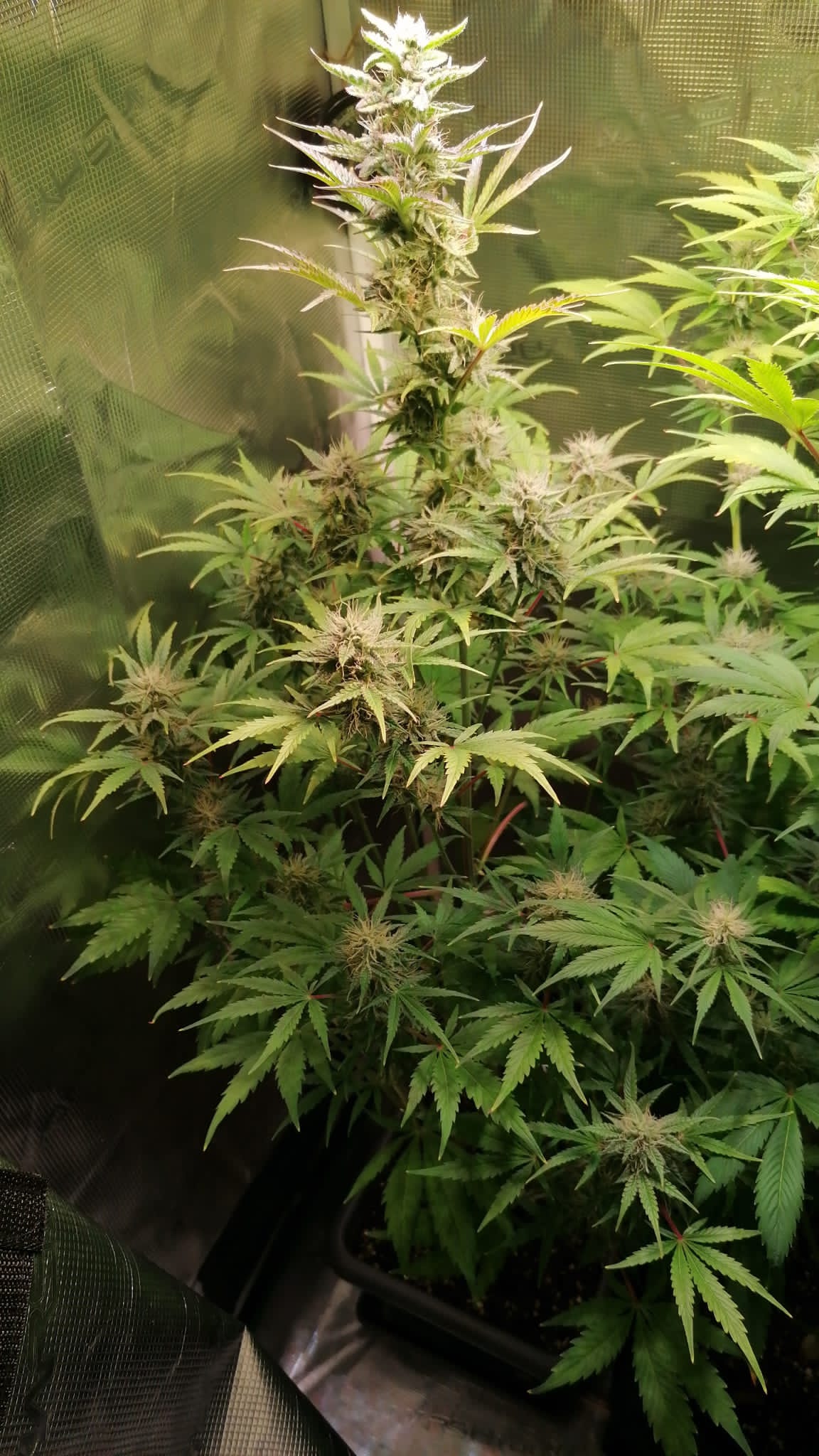 Hanfsamen BudVoyage Cookies Gelato Auto (Ausgeglichen, kreativ, entspannend)