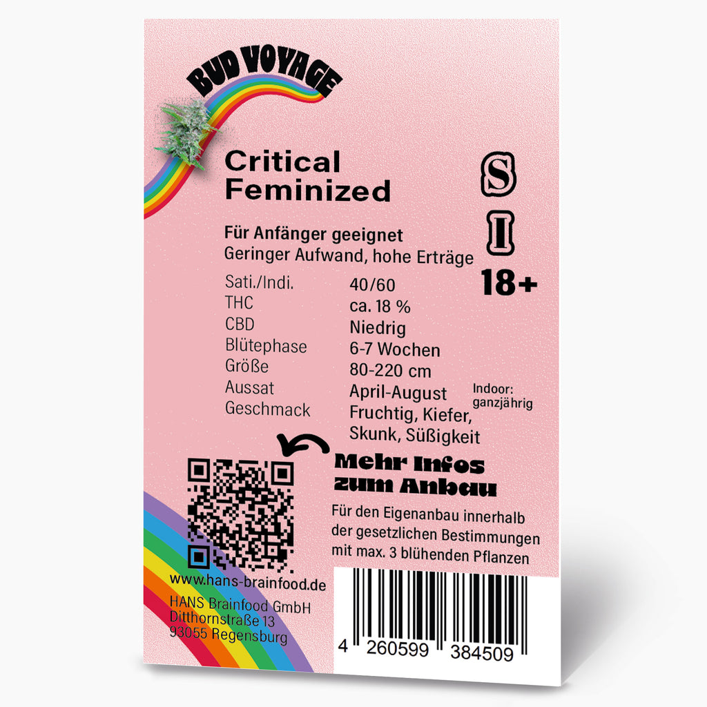 Graphic design by Bud Voyage depicting Critical Feminized cannabis with a rainbow, QR code, and barcode, showcasing fruity, pine, and skunk-like flavor notes.

