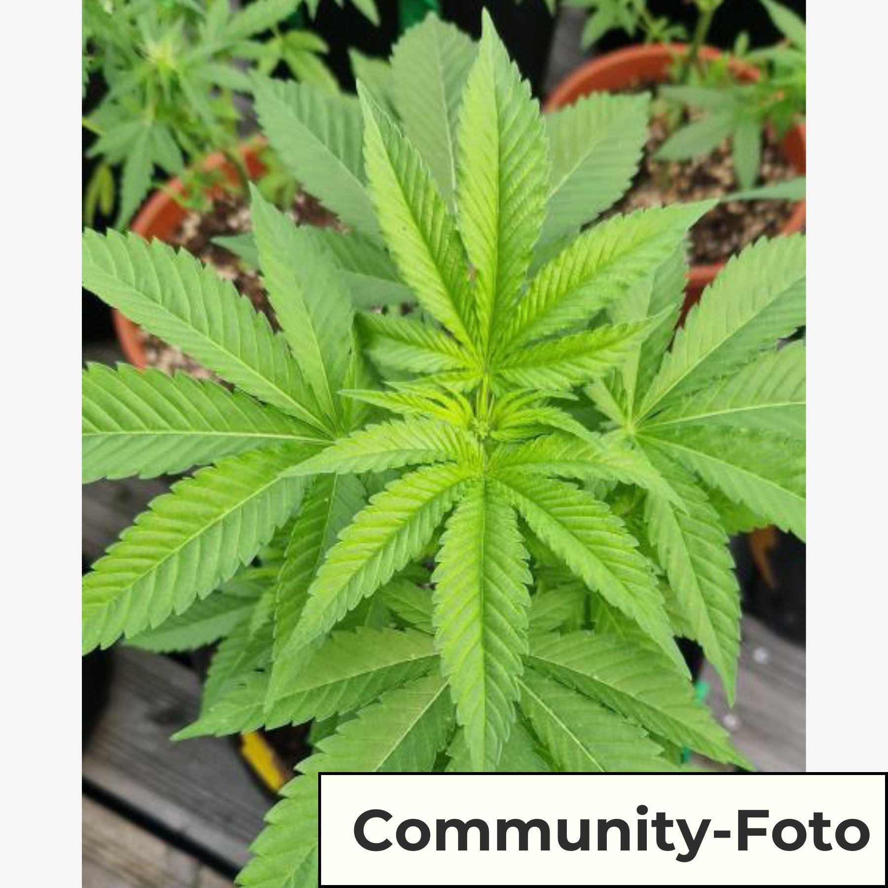 Hanfsamen BudVoyage Critical Fem (mediz. Sorte, körperlich entspannend, Anfänger )