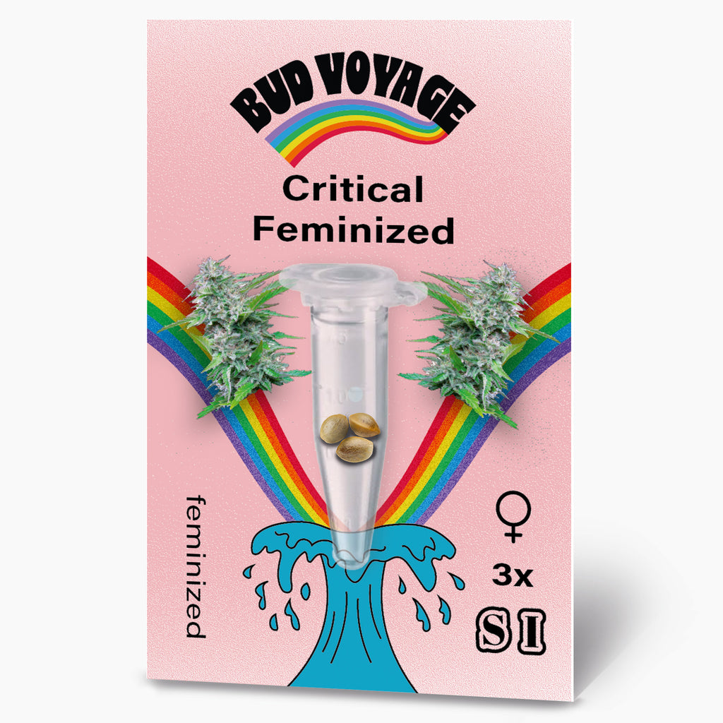 Bud Voyage graphic design featuring Critical Feminized cannabis seeds in a test tube surrounded by rainbows and a stylized wave three seeds are visible light pink background
