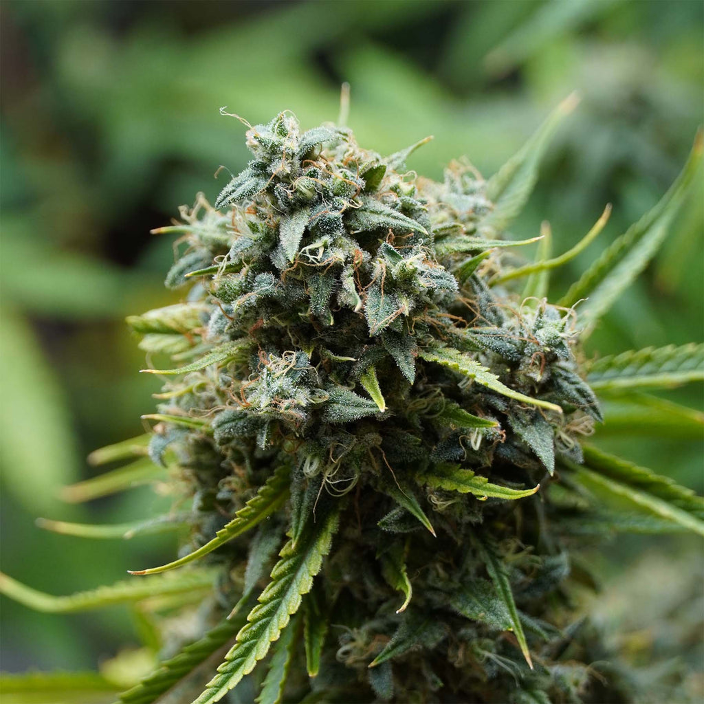 Hanfsamen BudVoyage PREMIUM US OG Kush X MAC Auto (körperlich, würzig, stark)