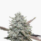 Fotografie: Nahaufnahme einer Cannabisblüte mit auffälligen lilafarbenen Blättern, silbrigen Trichomen und grünen Blütenkelchen auf weißem Hintergrund
