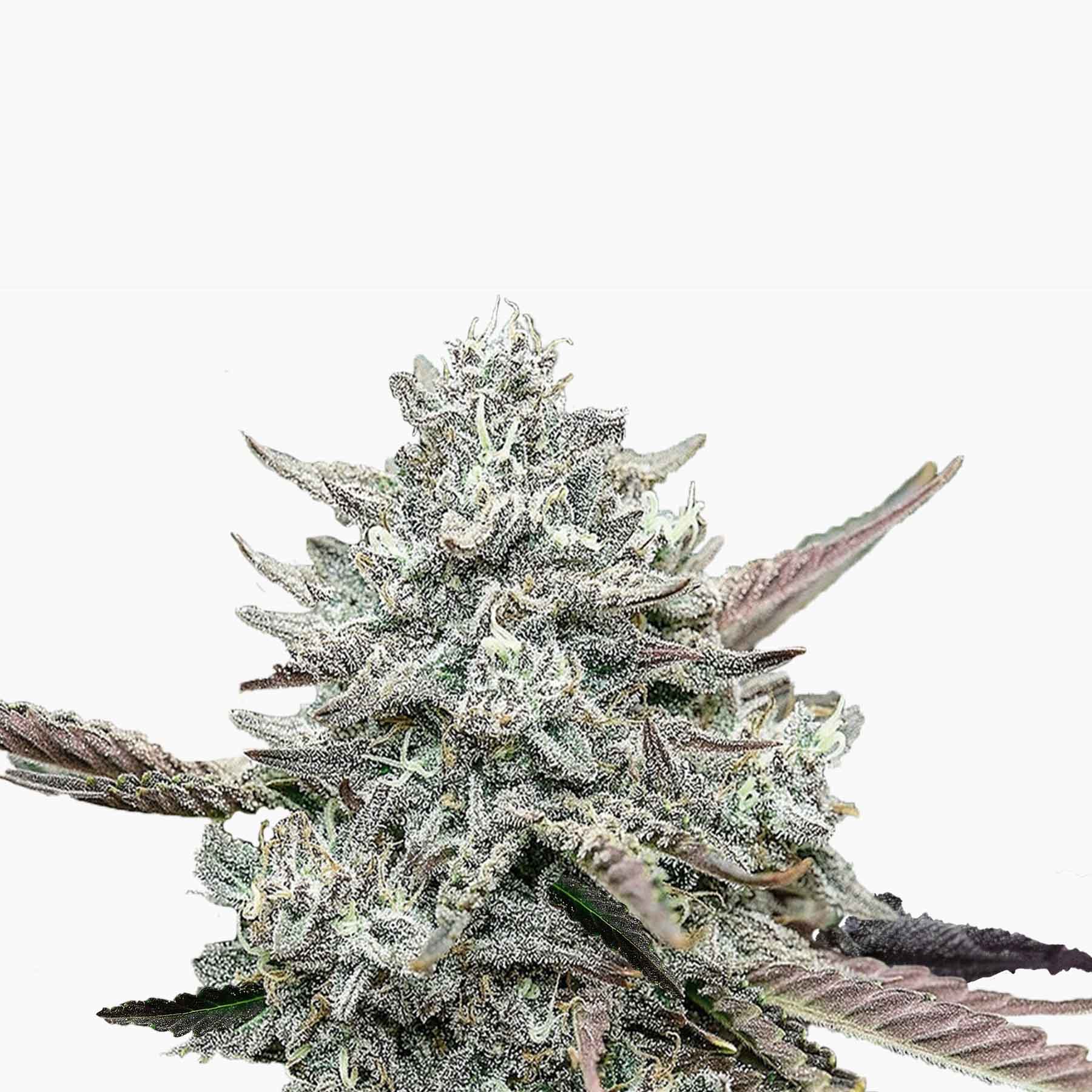 Fotografie: Nahaufnahme einer Cannabisblüte mit auffälligen lilafarbenen Blättern, silbrigen Trichomen und grünen Blütenkelchen auf weißem Hintergrund
