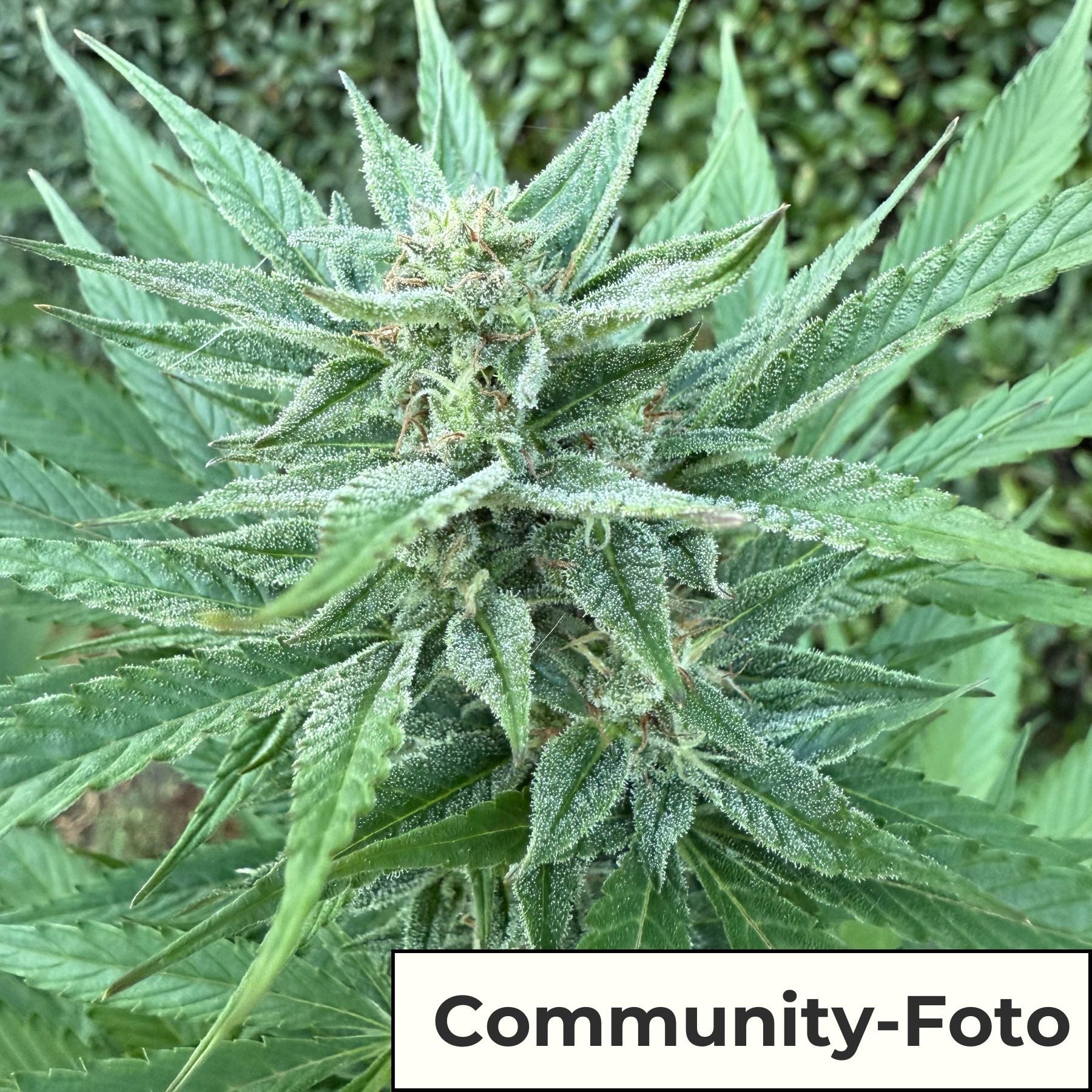 Hanfsamen BudVoyage Fat Bastard AUTO (Euphorisierend, intensiv, stoned)