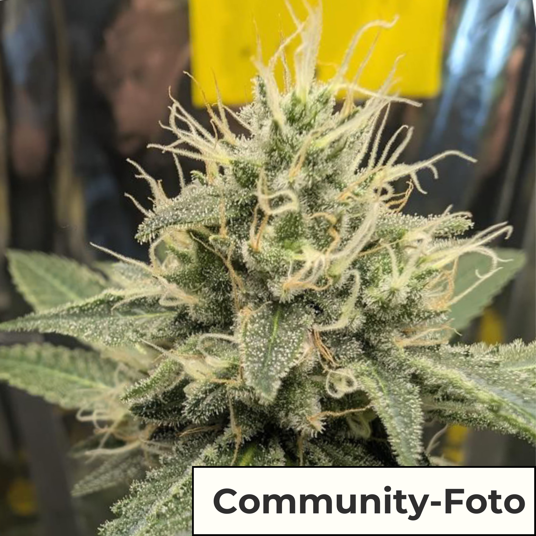 Hanfsamen BudVoyage Back 2 Future Fem (Anregend, belebend, entspannend, kreativ)