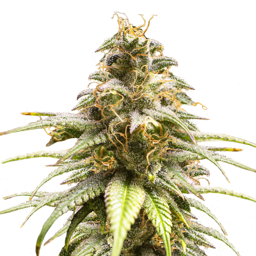 Nahaufnahme einer Cannabispflanze mit leuchtend orangefarbenen Blütenstempeln, glitzernden Trichomen und intensiv grünen Blättern
