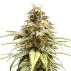 Nahaufnahme einer Cannabispflanze mit leuchtend orangefarbenen Blütenstempeln, glitzernden Trichomen und intensiv grünen Blättern
