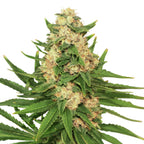 Nahaufnahme einer Cannabispflanze mit auffälligen hellgrünen Blättern, orangefarbenen Härchen und einer dichten Blütenstruktur
