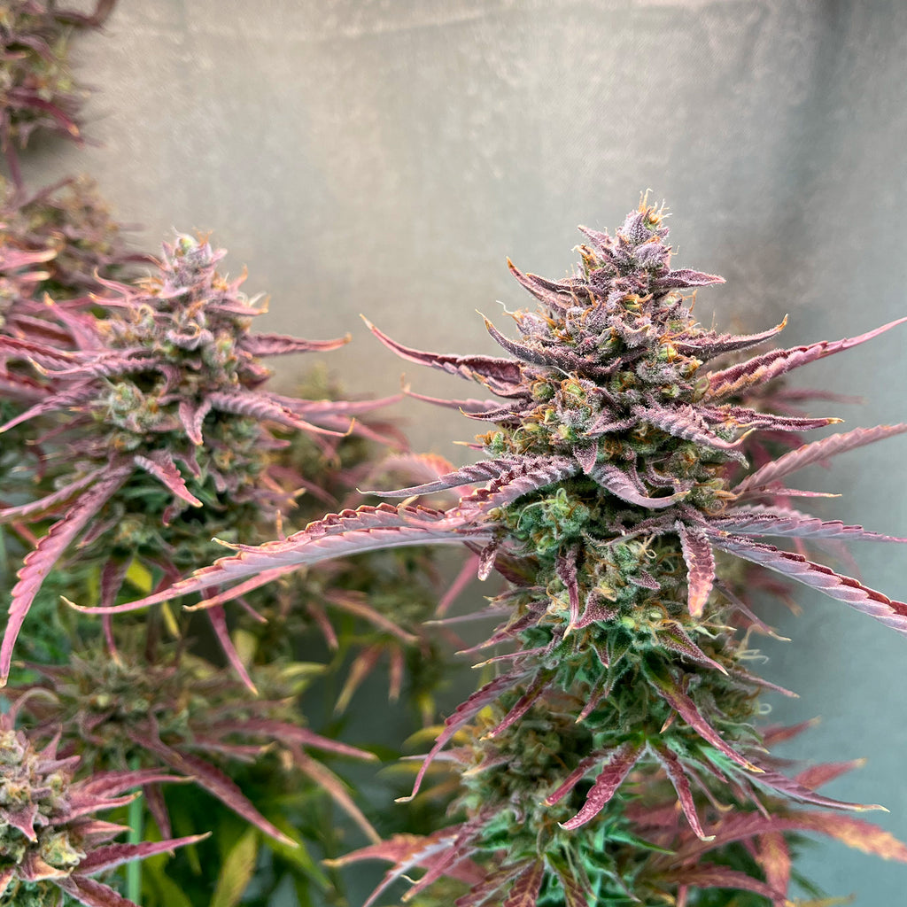 Hanfsamen BudVoyage Voyager F1 Auto (extrem robust, Gummibärchen-Aroma, ertragreich)