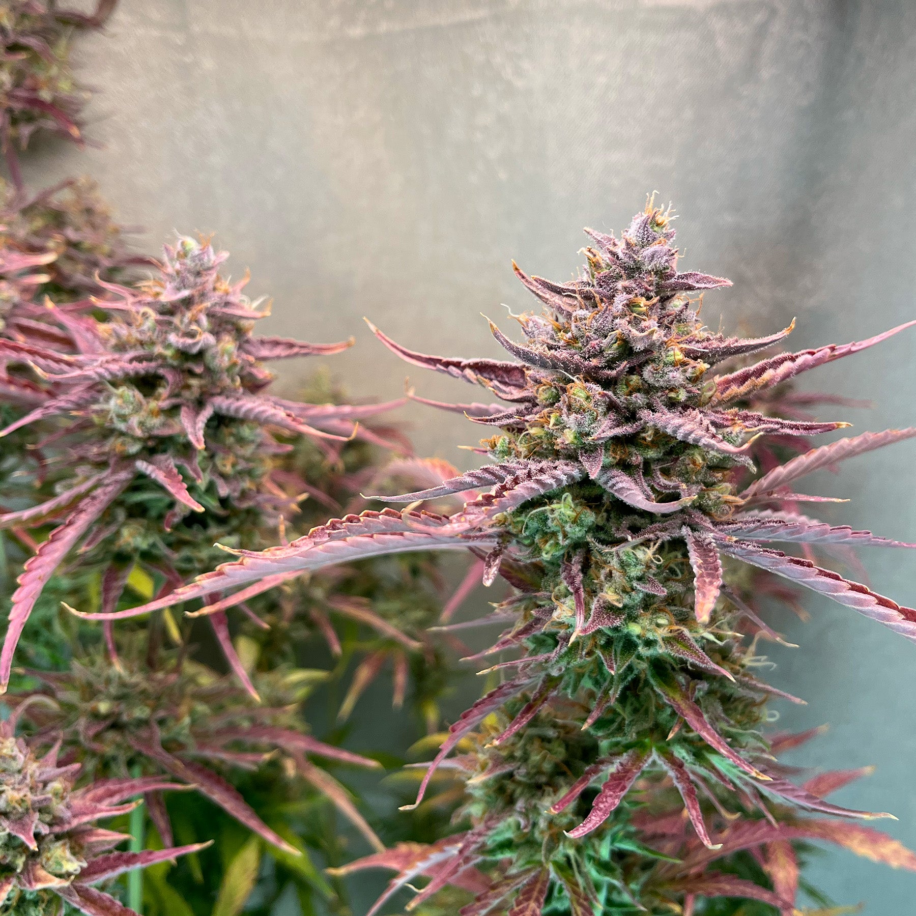 Voyager Auto Hanfsamen von BudVoyage