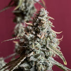 Funky Candy Auto