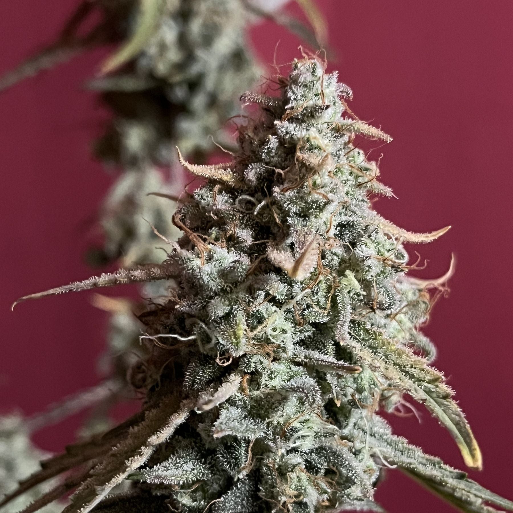 Funky Candy Auto Hanfsamen von BudVoyage