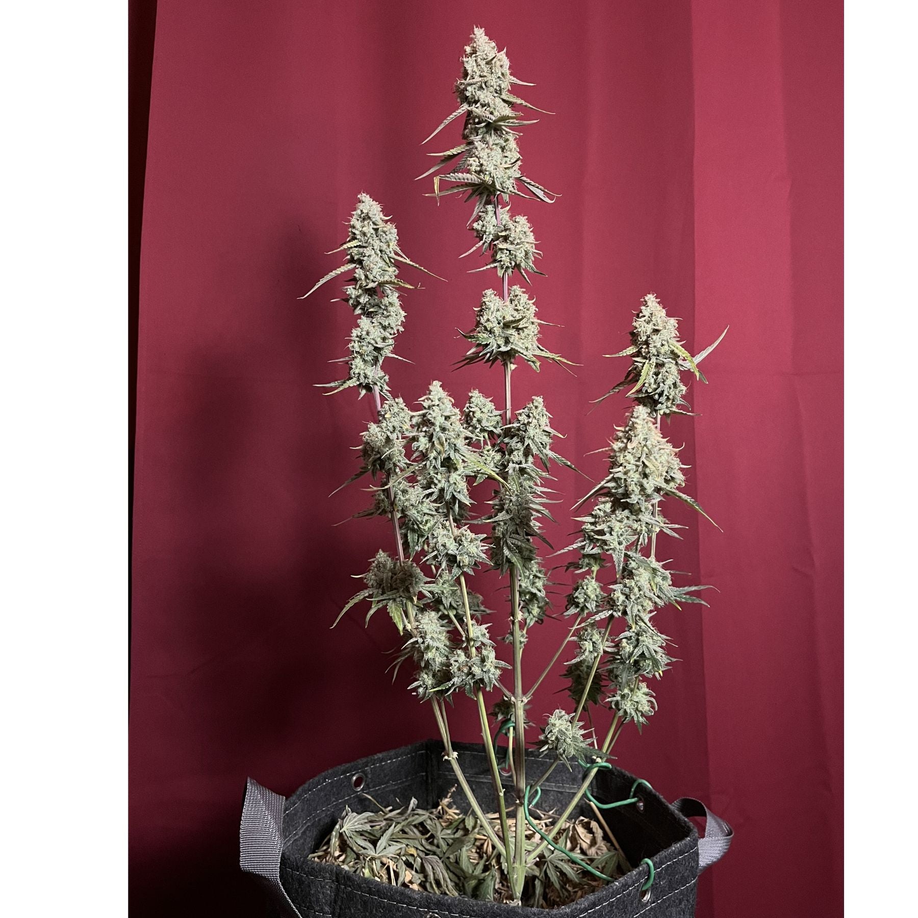 Funky Candy Auto Hanfsamen von BudVoyage