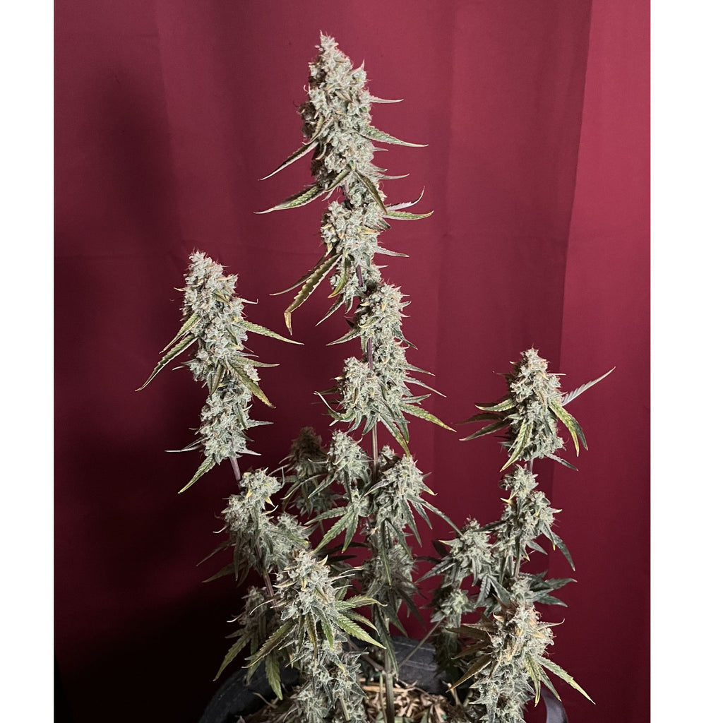 Funky Candy Auto Hanfsamen von BudVoyage