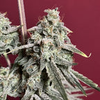 Funky Candy Auto
