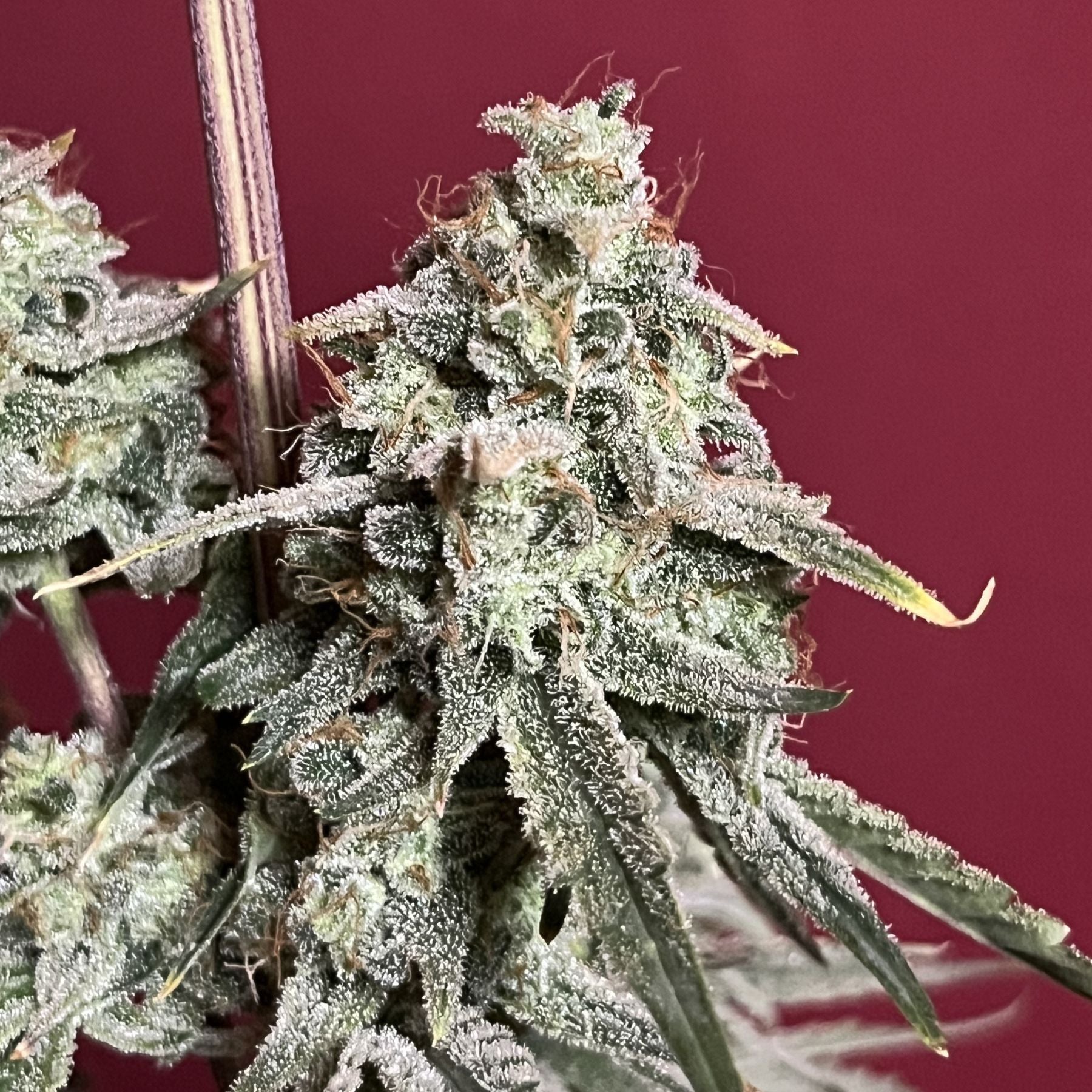 Funky Candy Auto Hanfsamen von BudVoyage