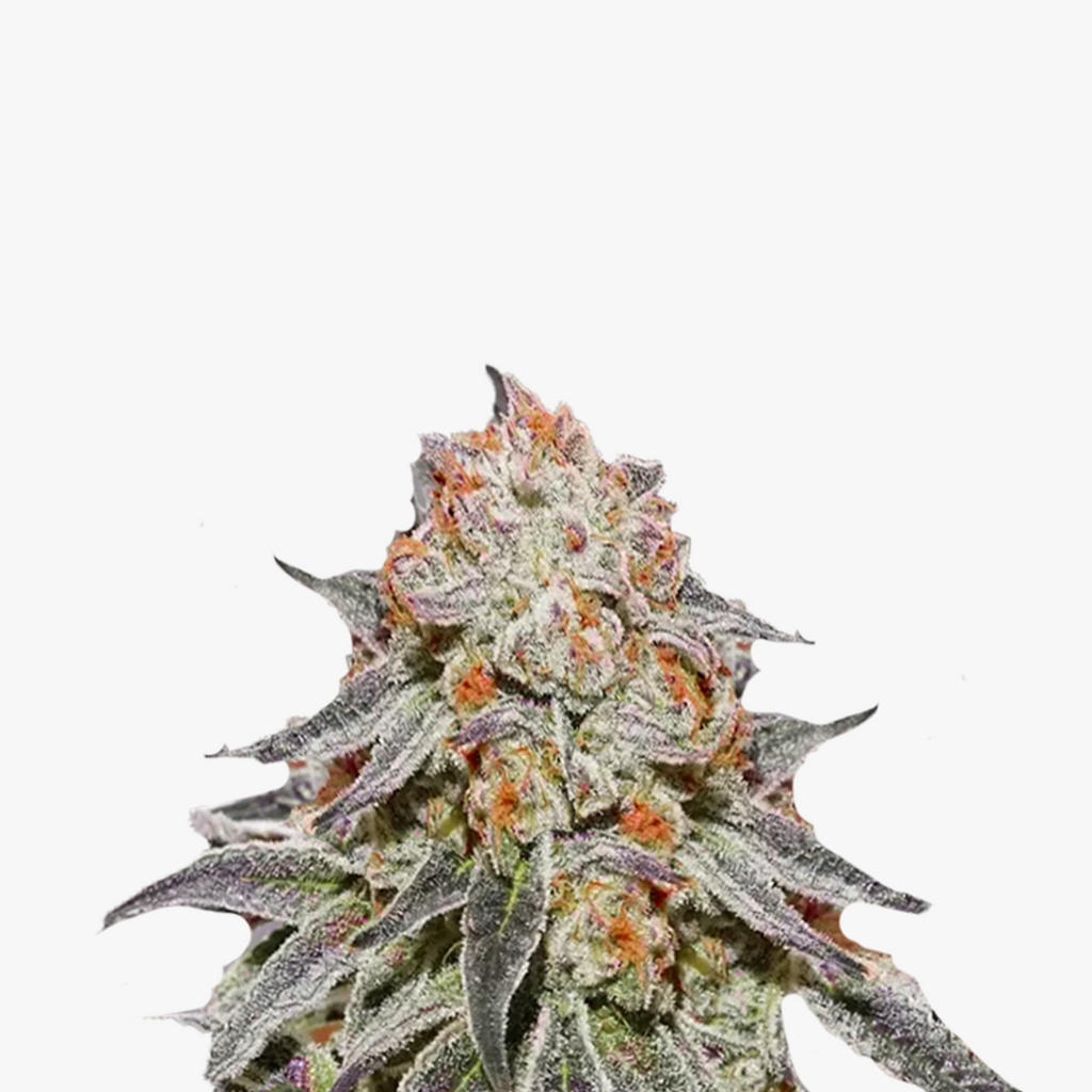 Nahaufnahme einer Cannabispflanze mit orangefarbenen und violetten Blüten, bedeckt mit Trichomen und Kristallen auf weißem Hintergrund
