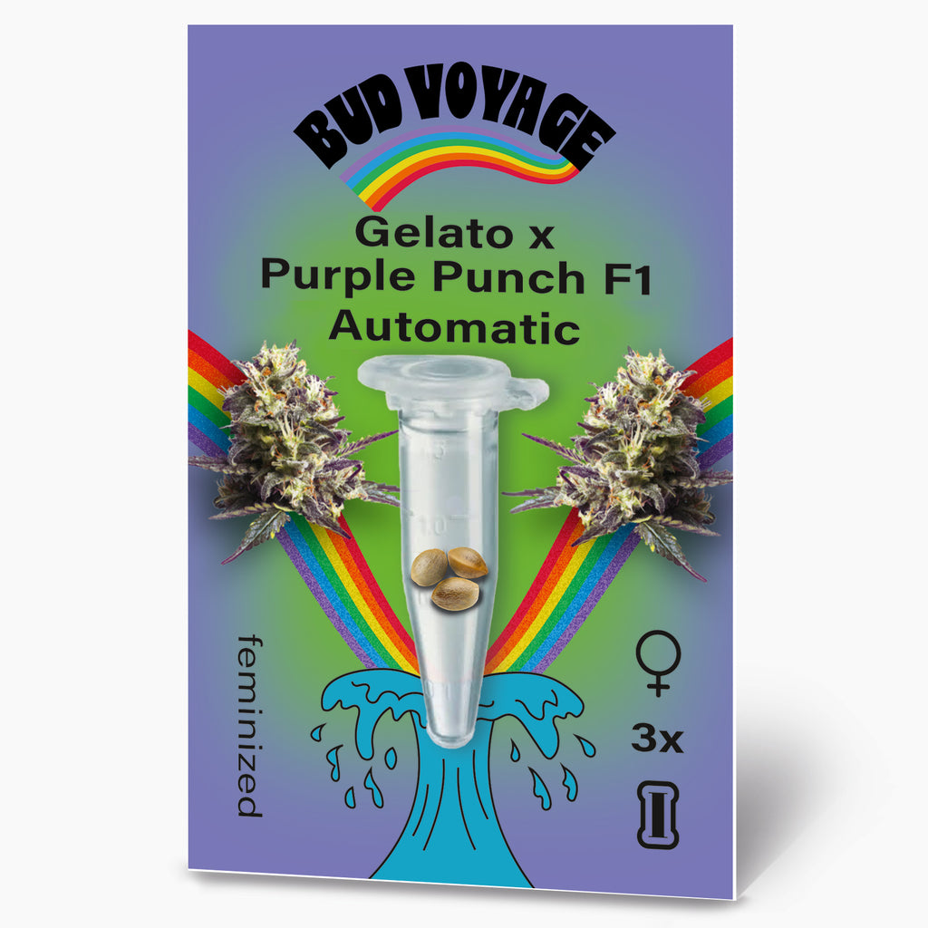 Digital illustration von Bud Voyage: Gelato x Purple Punch F1 Automatic Samen mit Regenbogen, marihuanablüten und drei samen in einer durchsichtigen tube auf grünem hintergrund