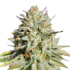 Nahaufnahme einer Cannabispflanze mit orangefarbenen Härchen, silbrigen Blättern und üppigem Grün
