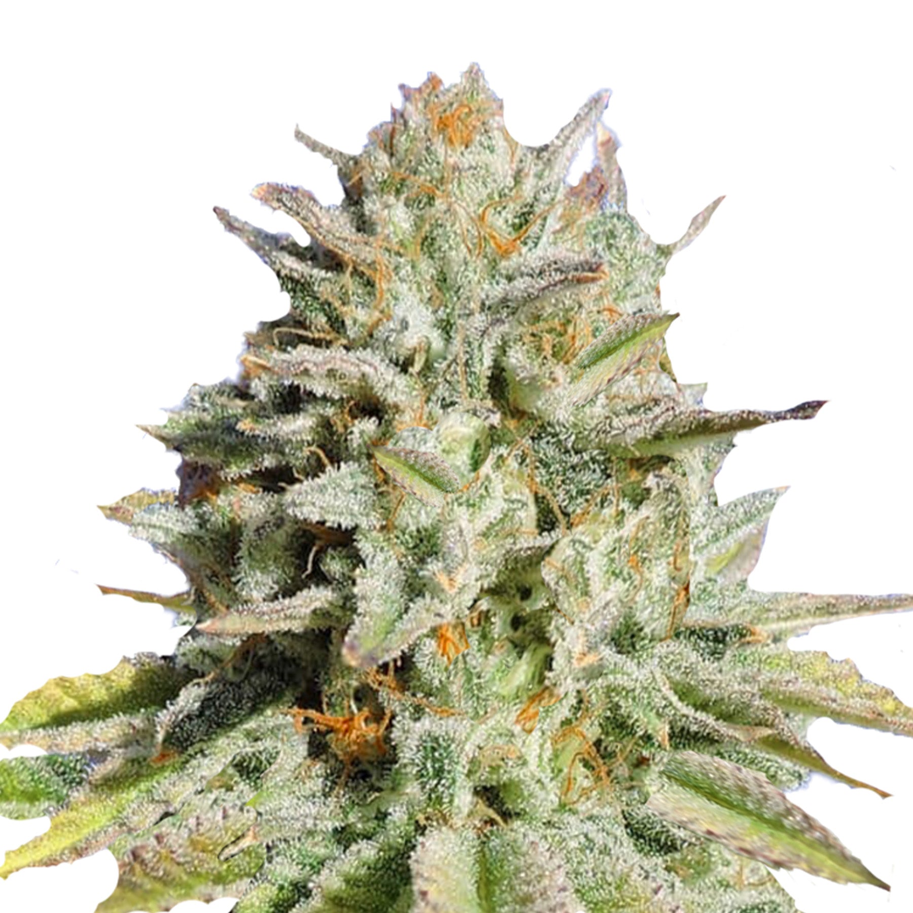 Nahaufnahme einer Cannabispflanze mit orangefarbenen Härchen, silbrigen Blättern und üppigem Grün
